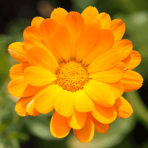 Plant de fleur Souci officinal (calendula)