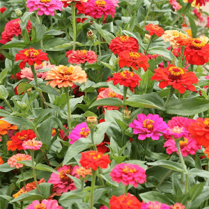 Plant de fleur Zinnia à grande fleur