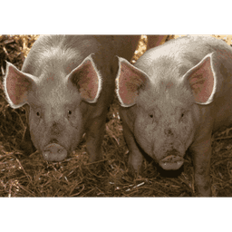 Ferme du Prince Ferme du Prince #3