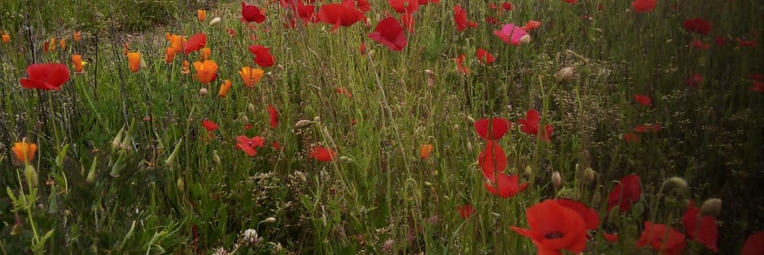 Bannière de PimPpamPoum