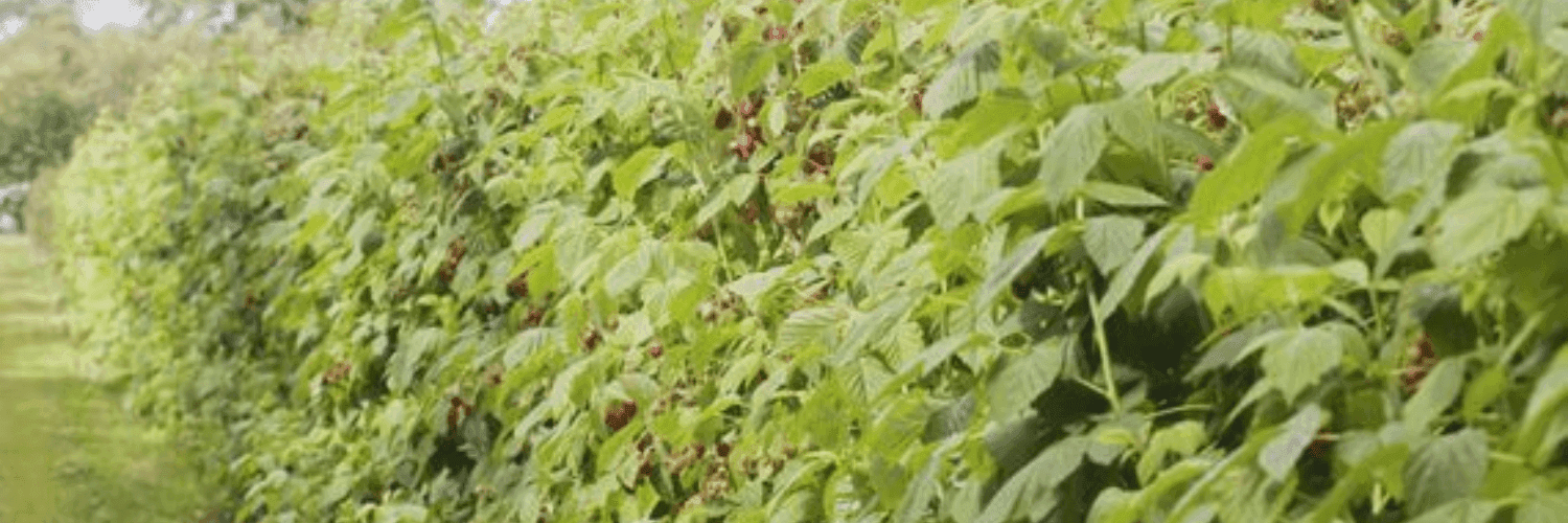 Bannière de L'Or des Combrailles