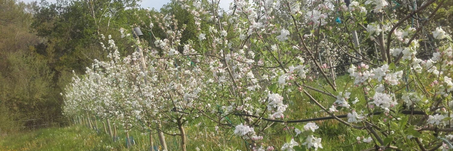 Bannière de ARROYO PASCALE