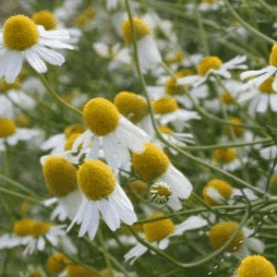 Plant de fleur Camomille matricaire