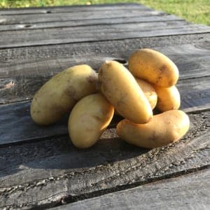 Pomme de Terre Charlotte