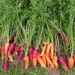 Les Pas Possibles Les Pas Possibles #3