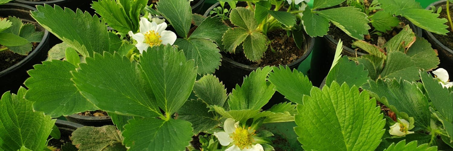 Bannière de Elisabeth Molot