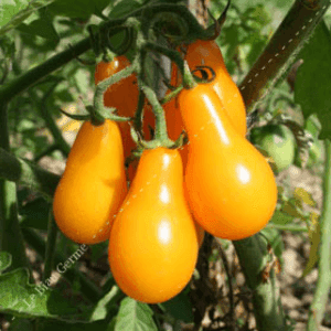 Plant de tomate cerise Poire jaune