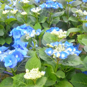 Hortensias Macrofila