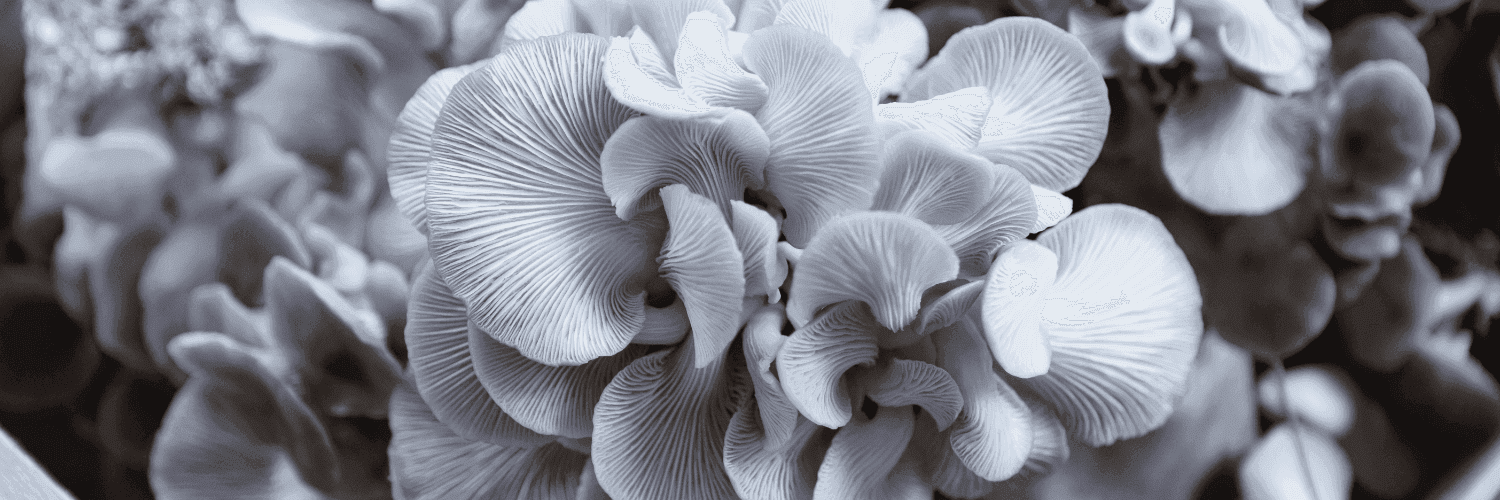 Bannière de If Champignons d'Aquitaine