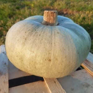 Courge Bleu de Hongrie