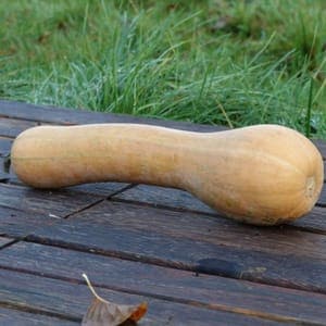 Courge longue de Nice