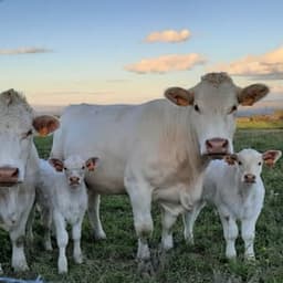 GAEC DU SOLEIL GAEC DU SOLEIL #7