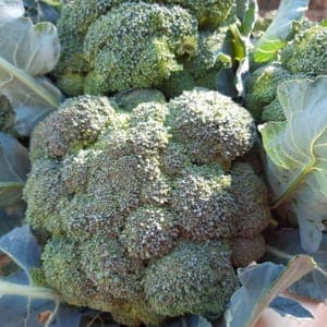 Chou brocoli