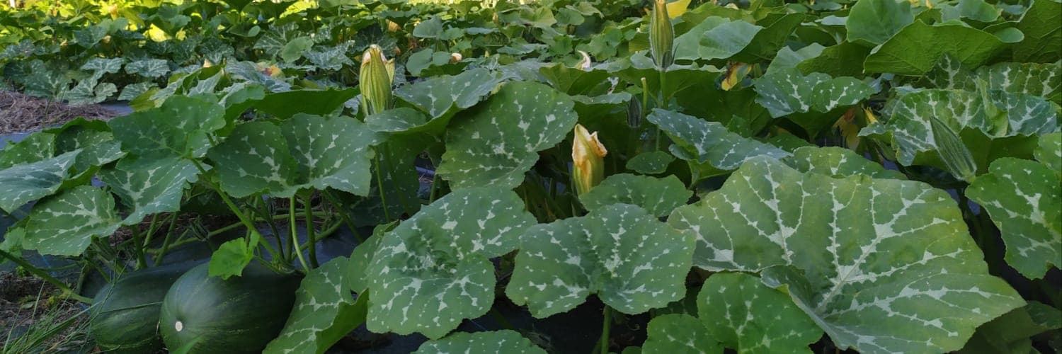 Bannière de Les jardins de la Gourgue