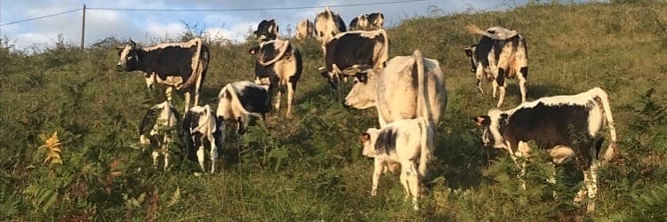Bannière de Ferme de Rosalie