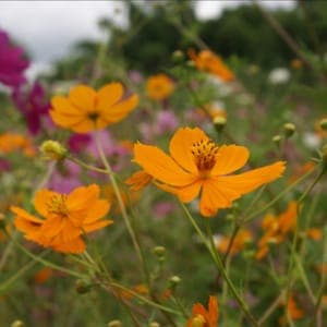 Plant de fleur Cosmos sulfureux