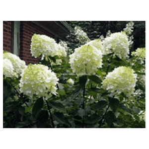 Hortensias Paniculata