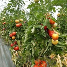 La ferme du cordier La ferme du cordier #8