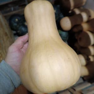 Butternut