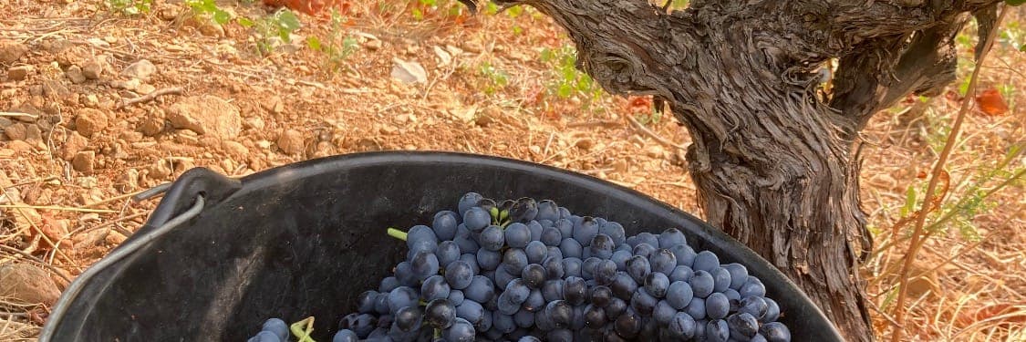 Bannière de Fleurs de garrigue / GAEC Petit pont et Buisson