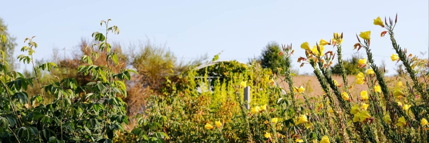 Bannière de L'Instant plantes