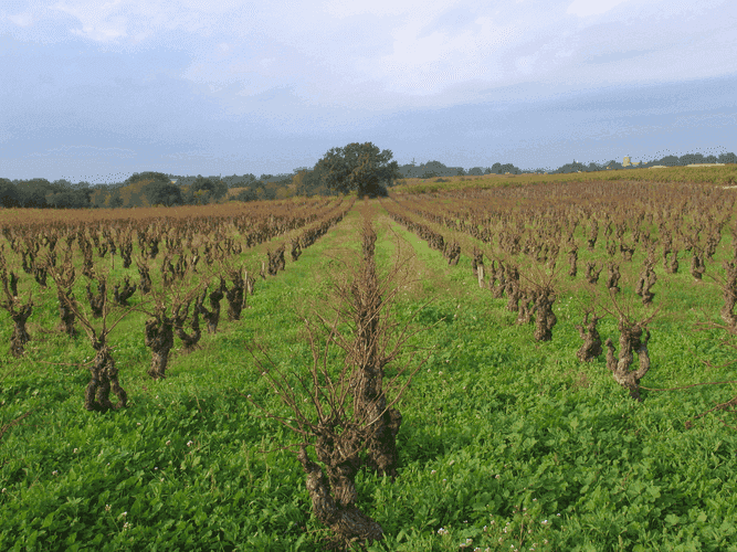 Bannière de Domaine La Croix Saint Roch