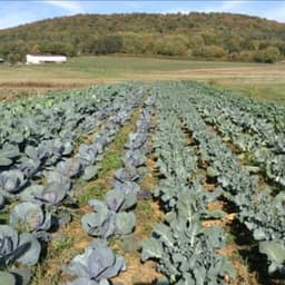 Jardin du Poirier Jardin du Poirier #5