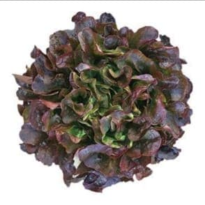 Feuille de chêne rouge