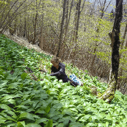 Gourmandises Buissonnières Gourmandises Buissonnières #4