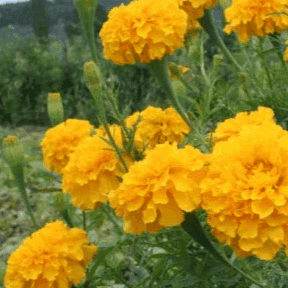 Plant de fleurs Tagète à grandes fleurs - Rose d'Inde