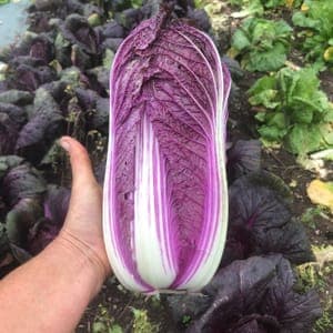 Chou chinois violet