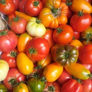 TOMATES
