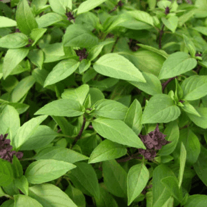 Plant d’aromatique Basilic Thaï