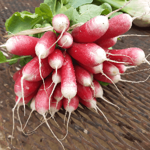 Radis botte