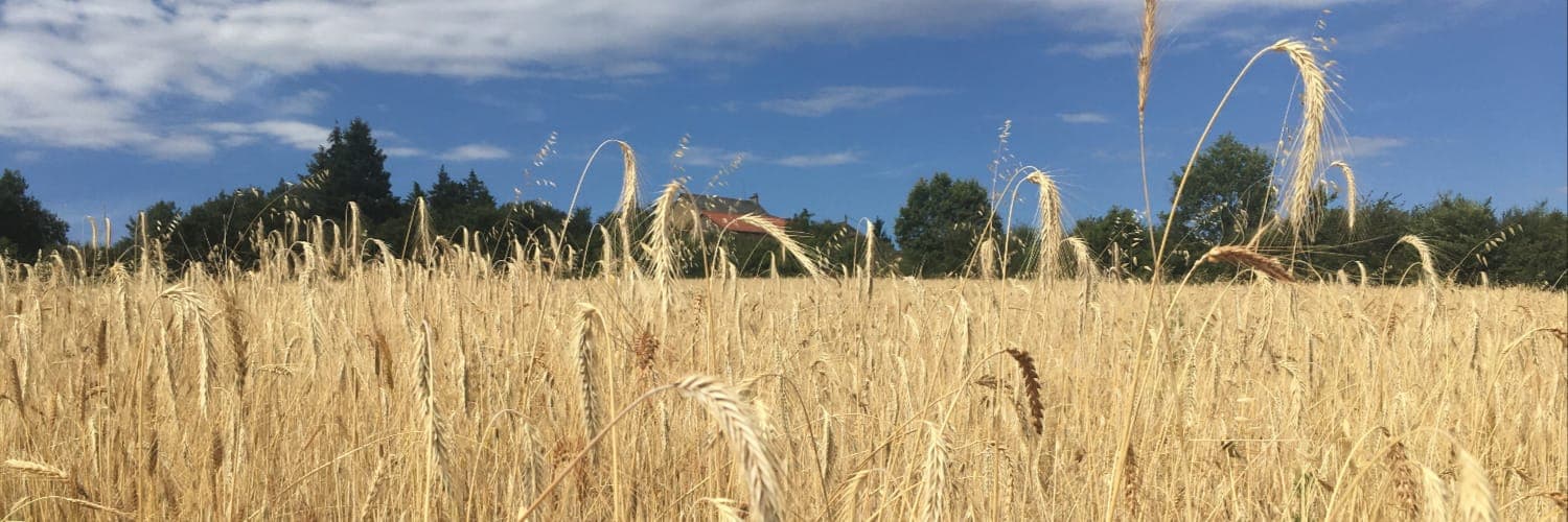 Bannière de Le pain des Chlorophy-liens