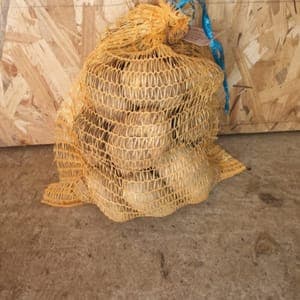 Pomme de terre Agria