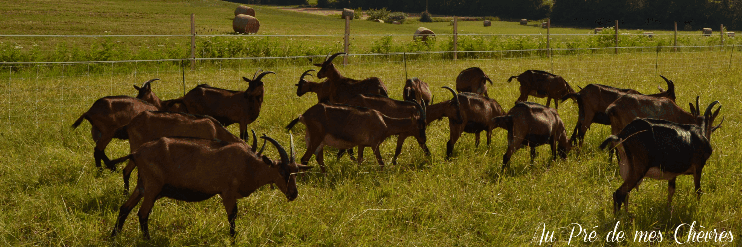 Bannière de Au Pré de mes Chèvres