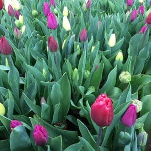 Bouquet de tulipes variés