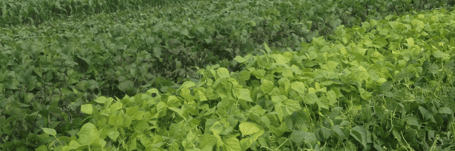 Bannière de Jardin de la Bethune