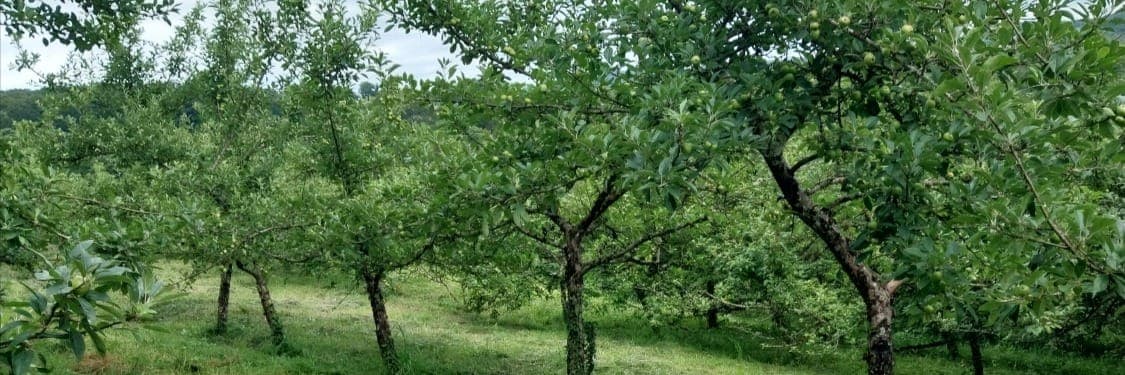 Bannière de Au dou' verger