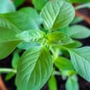 Plant d'aromatique Basilic Citron