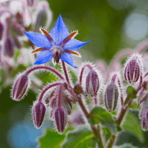 Plant de fleur Bourrache bleue