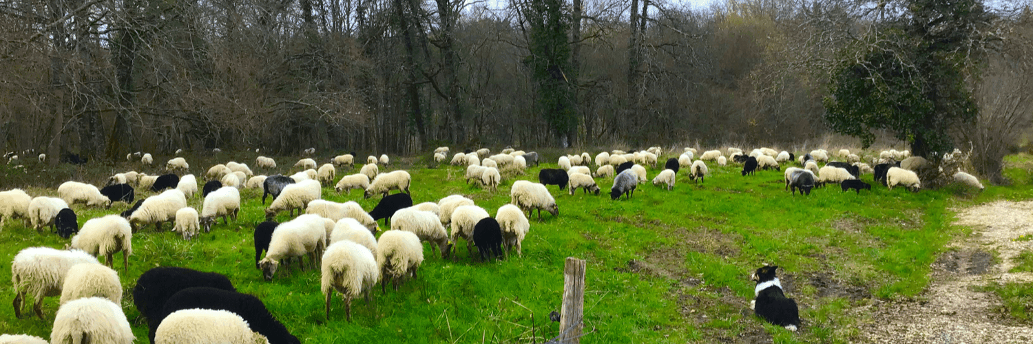 Bannière de Didier PERNET