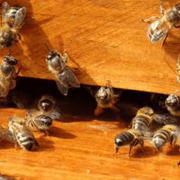 Rucher des radis Rucher des radis #7