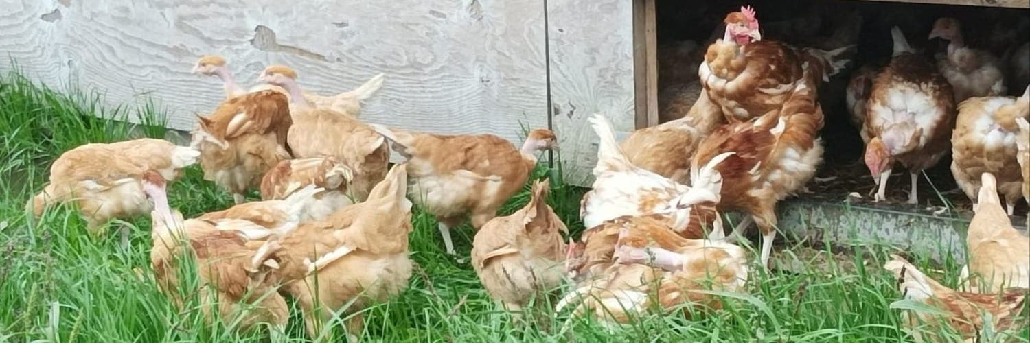 Bannière de Les Volailles d'Olivier