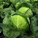 Chou pomme (1/2u ~ 1kg)