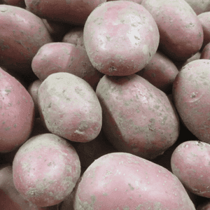 Pommes de terre Alouette - Polyvalente