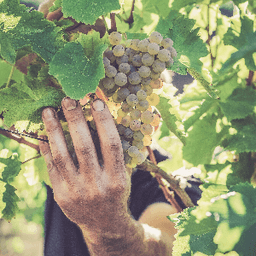 Domaine Le Crouzet Domaine Le Crouzet #7