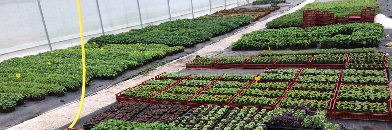 Bannière de O Bon Plant