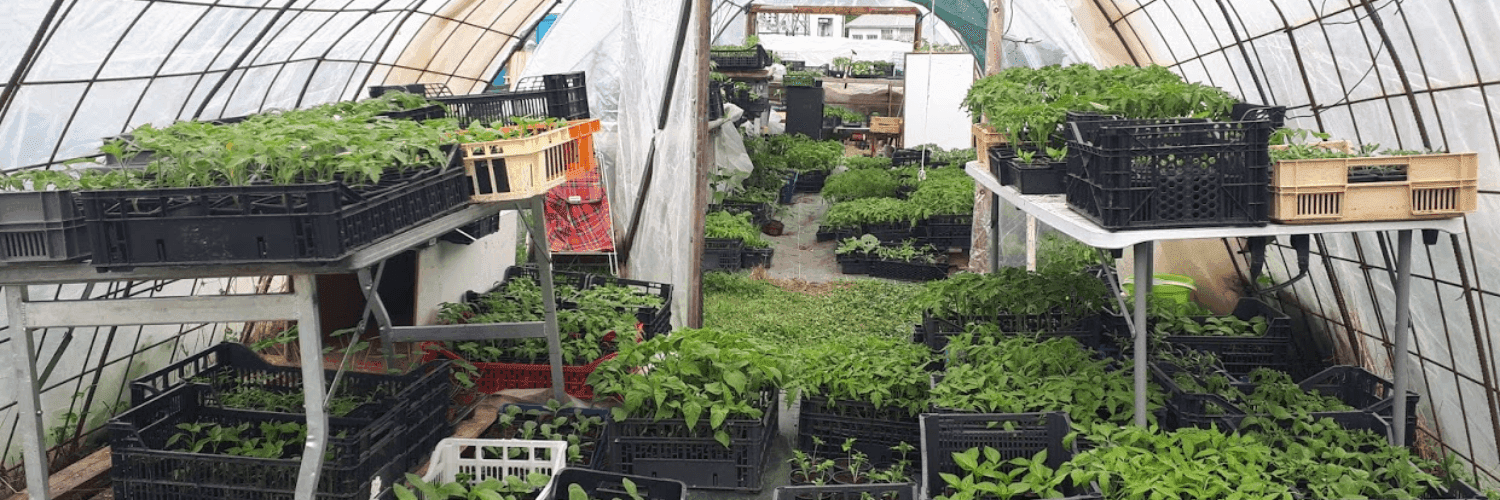 Bannière de Le Jardin du Bardérou - Plants de légumes, fleurs et aromates - Lau-Balagnas